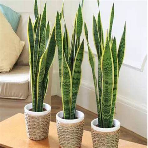 家中 植物 虎尾蘭可以放客廳嗎